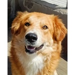 🐶 Altra Razza maschio di 5 anni e 1 mese in adozione a Latina (LT) e in tutta Italia da associazione animali