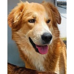 Axl rose Dolce Cagnolone 5 anni Cerca Adozione - Derivato Golden - Foto n. 2
