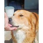 Axl rose Dolce Cagnolone 5 anni Cerca Adozione - Derivato Golden - Foto n. 3