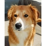 Axl rose Dolce Cagnolone 5 anni Cerca Adozione - Derivato Golden - Foto n. 4