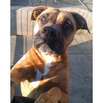 🐶 Boxer maschio di 4 anni in adozione a Latina (LT) e in tutta Italia da associazione animali