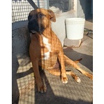 Artemis Coccolona 4 anni Cerca casa - Derivato Boxer - Foto n. 2