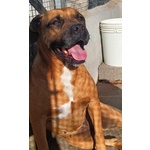 Artemis Coccolona 4 anni Cerca casa - Derivato Boxer - Foto n. 3