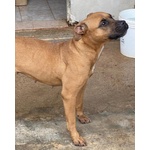 Artemis Coccolona 4 anni Cerca casa - Derivato Boxer - Foto n. 4
