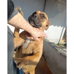 Artemis Coccolona 4 anni Cerca casa - Derivato Boxer - Foto n. 5
