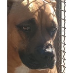 Artemis Coccolona 4 anni Cerca casa - Derivato Boxer - Foto n. 6