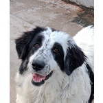 Carolina Dolce Cagnolona 2 anni Cerca Casa - Foto n. 1