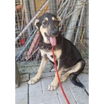 🐶 Altra Razza maschio in adozione a Milano (MI) e in tutta Italia da privato