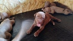 🐶 Pitbull di 4 settimane (cucciolo) in vendita a Roma (RM) da privato