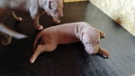 Vendo Cuccioli di Pitbull - Foto n. 2