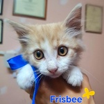 Frisbee Dolce Gattino a pelo Lungo Cerca casa - 2 mesi di Dolcezza - Foto n. 1