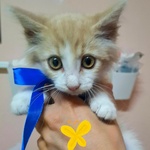Frisbee Dolce Gattino a pelo Lungo Cerca casa - 2 mesi di Dolcezza - Foto n. 2