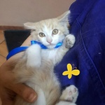 Frisbee Dolce Gattino a pelo Lungo Cerca casa - 2 mesi di Dolcezza - Foto n. 3