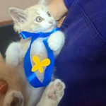 Frisbee Dolce Gattino a pelo Lungo Cerca casa - 2 mesi di Dolcezza - Foto n. 4