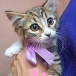 Rosy Dolce Gattina Cerca Cacsa - Foto n. 1