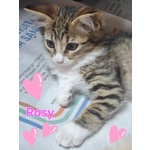 Rosy Dolce Gattina Cerca Cacsa - Foto n. 2