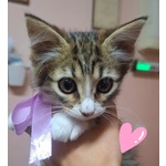 Rosy Dolce Gattina Cerca Cacsa - Foto n. 4