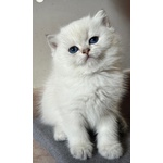 Cuccioli Scottish Straight - Foto n. 1