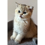 Cuccioli Scottish Straight - Foto n. 4