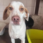 🐶 Altra Razza maschio di 5 anni e 1 mese in adozione a Latina (LT) e in tutta Italia da associazione animali