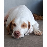 Cappuccino Cagnolino Super Dolcezza Cerca Adozione - Foto n. 3