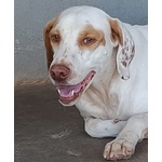 Cappuccino Cagnolino Super Dolcezza Cerca Adozione - Foto n. 5