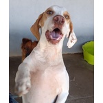 Cappuccino Cagnolino Super Dolcezza Cerca Adozione - Foto n. 7