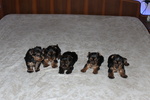 Cuccioli di Yorkshire Terrier Disponibili dal 14/07/2025 - Foto n. 2