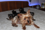 Cuccioli di Yorkshire Terrier Disponibili dal 14/07/2025 - Foto n. 3