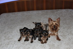 Cuccioli di Yorkshire Terrier Disponibili dal 14/07/2025 - Foto n. 4