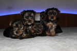 Cuccioli di Yorkshire Terrier Disponibili dal 14/07/2025 - Foto n. 5