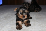 Cuccioli di Yorkshire Terrier Disponibili dal 14/07/2025 - Foto n. 6