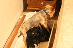 Cuccioli di Yorkshire Terrier Disponibili dal 14/07/2025 - Foto n. 8