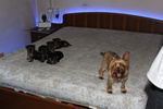 Cuccioli di Yorkshire Terrier Disponibili dal 14/07/2025 - Foto n. 9
