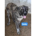 🐶 Altra Razza maschio in adozione a Milano (MI) e in tutta Italia da privato