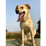 🐶 Altra Razza femmina in adozione a Milano (MI) e in tutta Italia da privato