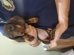 🐶 Bassotto Tedesco maschio di 2 mesi in vendita a Roma (RM) da privato