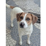 🐶 Altra Razza maschio in adozione a Milano (MI) e in tutta Italia da privato