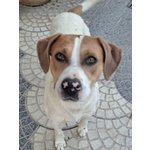 Beppe 2-3anni un Tenerone Ottimo Carattere - Foto n. 3