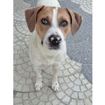 Beppe 2-3anni un Tenerone Ottimo Carattere - Foto n. 4