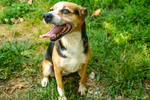 🐶 Altra Razza femmina in adozione a Vidigulfo (PV) da associazione animali
