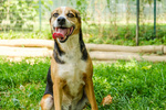 Savannah Cagnolina Adulta - Foto n. 2
