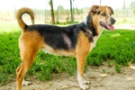 Savannah Cagnolina Adulta - Foto n. 3
