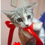 🐱 Altra Razza femmina di 2 mesi in adozione a Latina (LT) e in tutta Italia da associazione animali