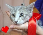 Sofi Dolce Micina 2 mesi Cerca Adozione - Foto n. 2