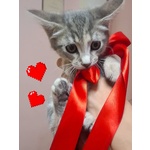 Sofi Dolce Micina 2 mesi Cerca Adozione - Foto n. 4