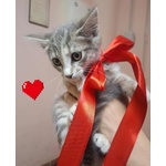 Sofi Dolce Micina 2 mesi Cerca Adozione - Foto n. 5