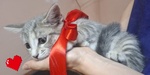 Sofi Dolce Micina 2 mesi Cerca Adozione - Foto n. 6