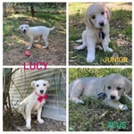 🐶 Altra Razza in adozione a Milano (MI) e in tutta Italia da privato