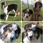 🐶 Altra Razza femmina in adozione a Milano (MI) e in tutta Italia da privato